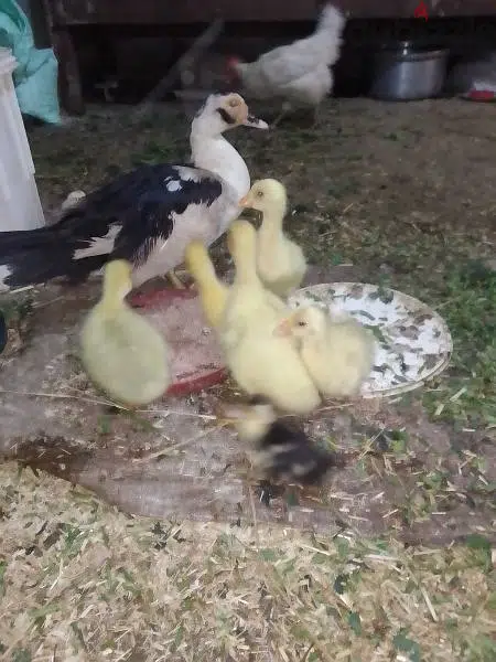 رومي بلدي منتج ووز