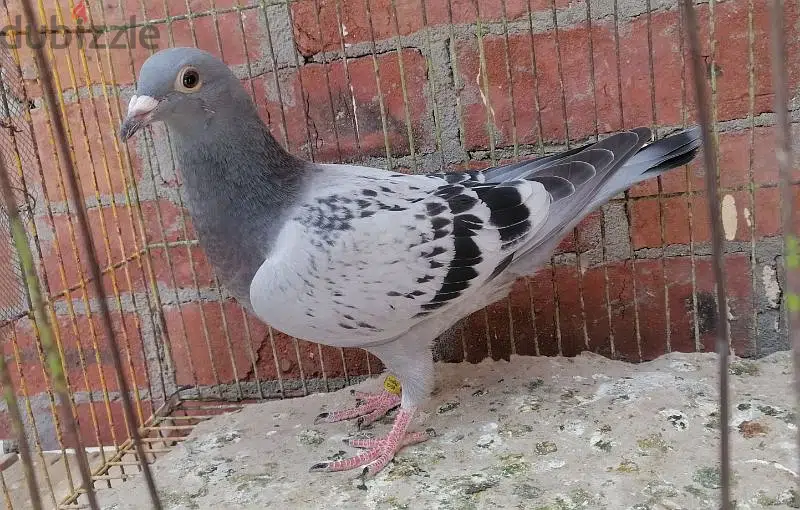 نتايه زاجل هيرمن